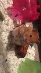 Mesocricetus auratus