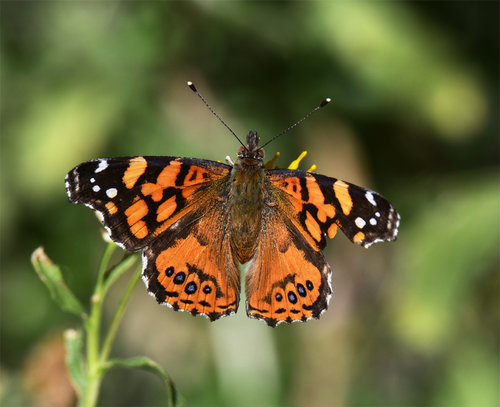 Photo of West Coast Lady (Vanessa annabella)