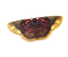Chrysocraspeda dysmothauma
