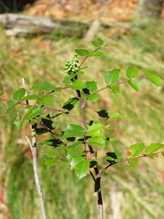 Berberis wilcoxii