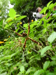 Argiope argentata