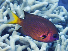 Pacific Bronze Chromis photo 4
