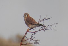 Falco sparverius sparverius