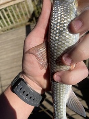 Slender Redhorse photo 5