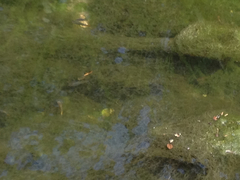 Xiphophorus variatus