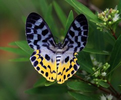 Dysphania glaucescens