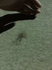 Insecta