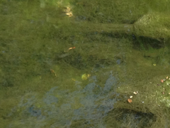 Xiphophorus variatus