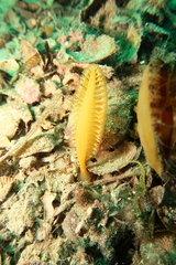 Sarcoptilus shaneparkeri