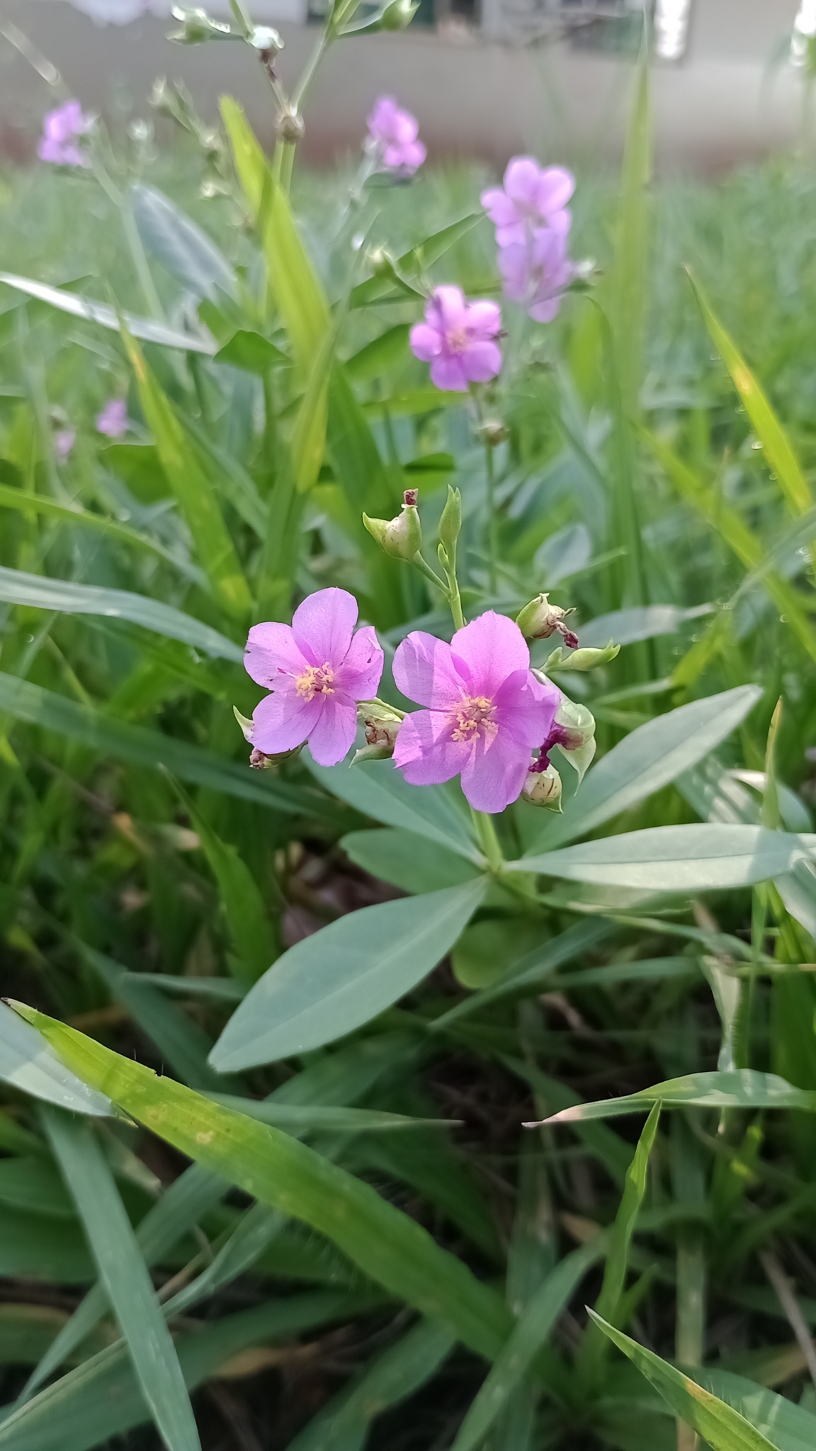 Talinum fruticosum
