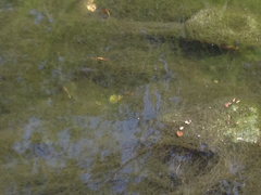 Xiphophorus variatus