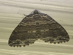 Anticlea multiferata