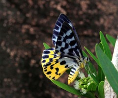 Dysphania glaucescens