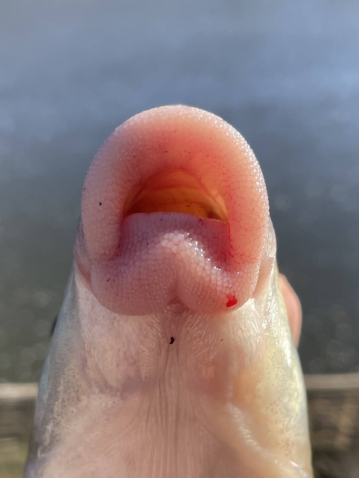 V-lip Redhorse (Moxostoma pappillosum) · iNaturalist