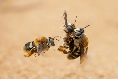 Crazy Beach Bee