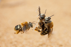 Crazy Beach Bee
