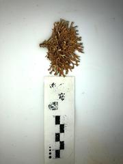 Tricleocarpa fragilis