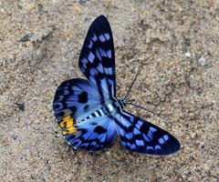 Dysphania transducta