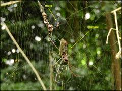 Trichonephila clavipes