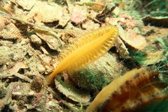 Sarcoptilus shaneparkeri