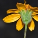 Texas Creeping-Oxeye - Photo (c) Joey Santore, some rights reserved (CC BY-NC), uploaded by Joey Santore