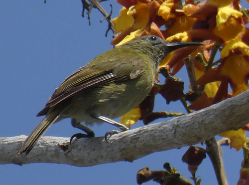 Scaly-crowned Honeyeater (Lichmera lombokia), photo 4