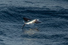 Guinean Flyingfish photo 1