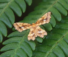 Fritillerinnys clathraria