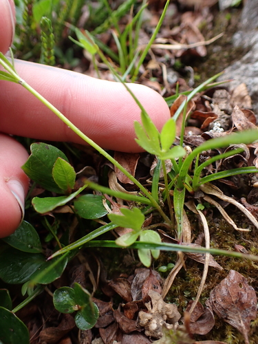 Image of Ranunculus eschscholtzii by (c) Aiva Noringseth, some rights reserved (CC BY)