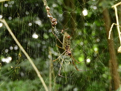 Trichonephila clavipes