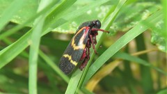 Deois flexuosa