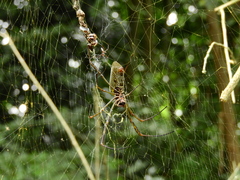 Trichonephila clavipes