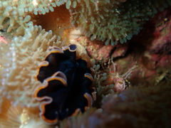 Pseudobiceros hancockanus