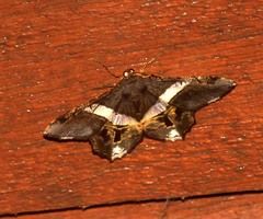 Chiasmia nora