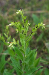 Lithospermum decipiens