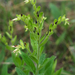 Lithospermum decipiens - Photo (c) Eric in SF,  זכויות יוצרים חלקיות (CC BY-NC-ND), uploaded by Eric Hunt