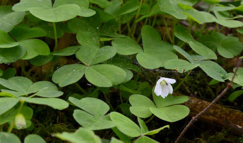 Redwood Sorrel