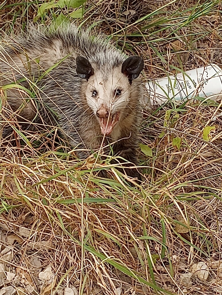 Didelphis virginiana<br>03 November, 2023
