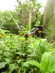 Argiope argentata