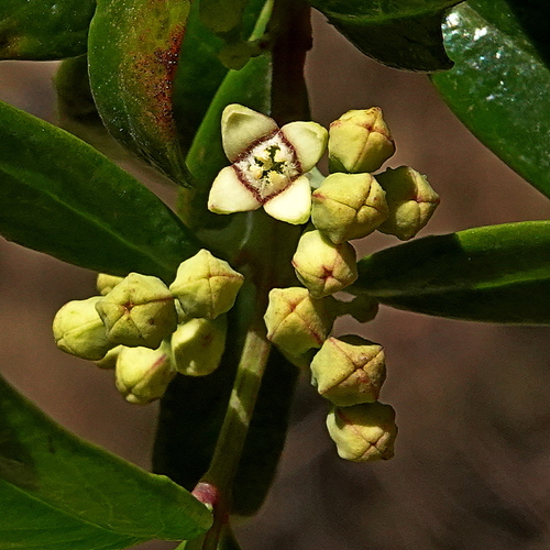 Santalum obtusifolium R.Br.