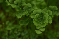 Adiantum jordanii image