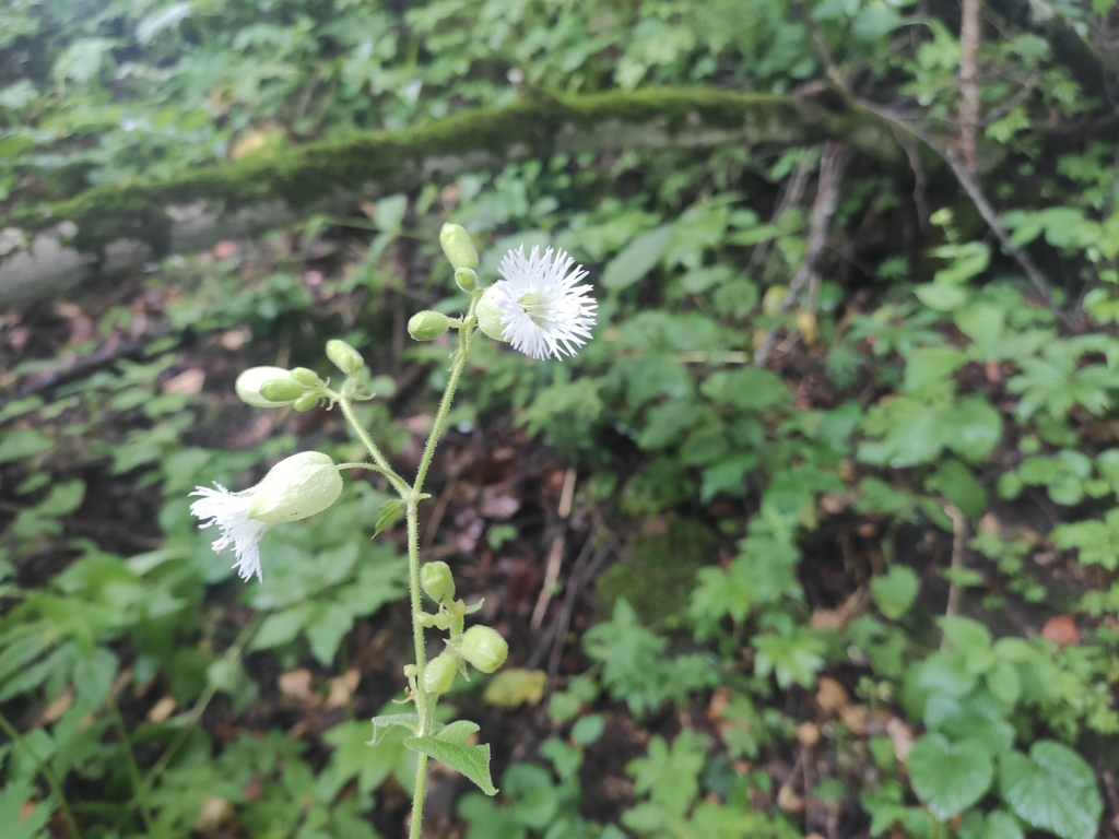 Silene macrophylla; photograph (c) Наталья Пикалова, some rights reserved (CC BY)