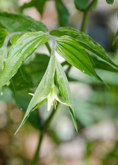 Prosartes lanuginosa