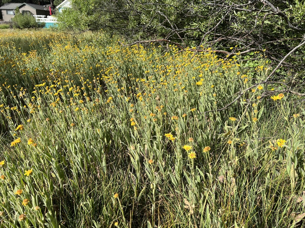 chamisso-arnica-from-tahoe-vista-ca-usa-on-august-1-2023-at-08-47-am