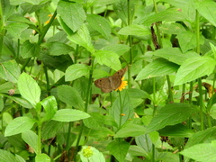 Lepidoptera