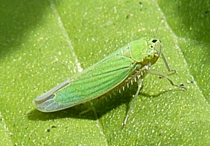Chlorogonalia ultima