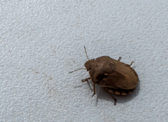 Eurygaster integriceps