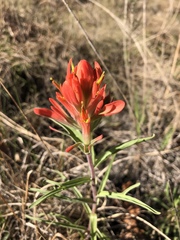Castilleja lindheimeri