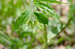 Prosartes lanuginosa