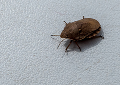 Eurygaster integriceps